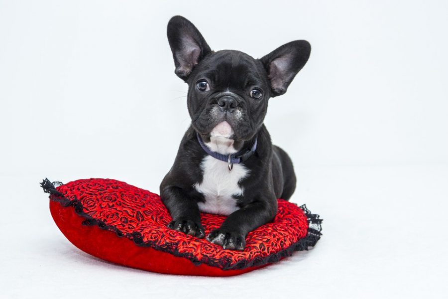 Mutuelle chien comment assurer votre animal de compagnie