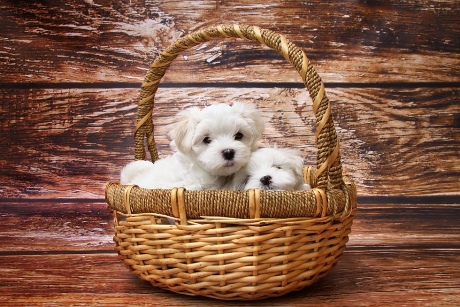 Pourquoi adopter un chien quand on arrive à la retraite