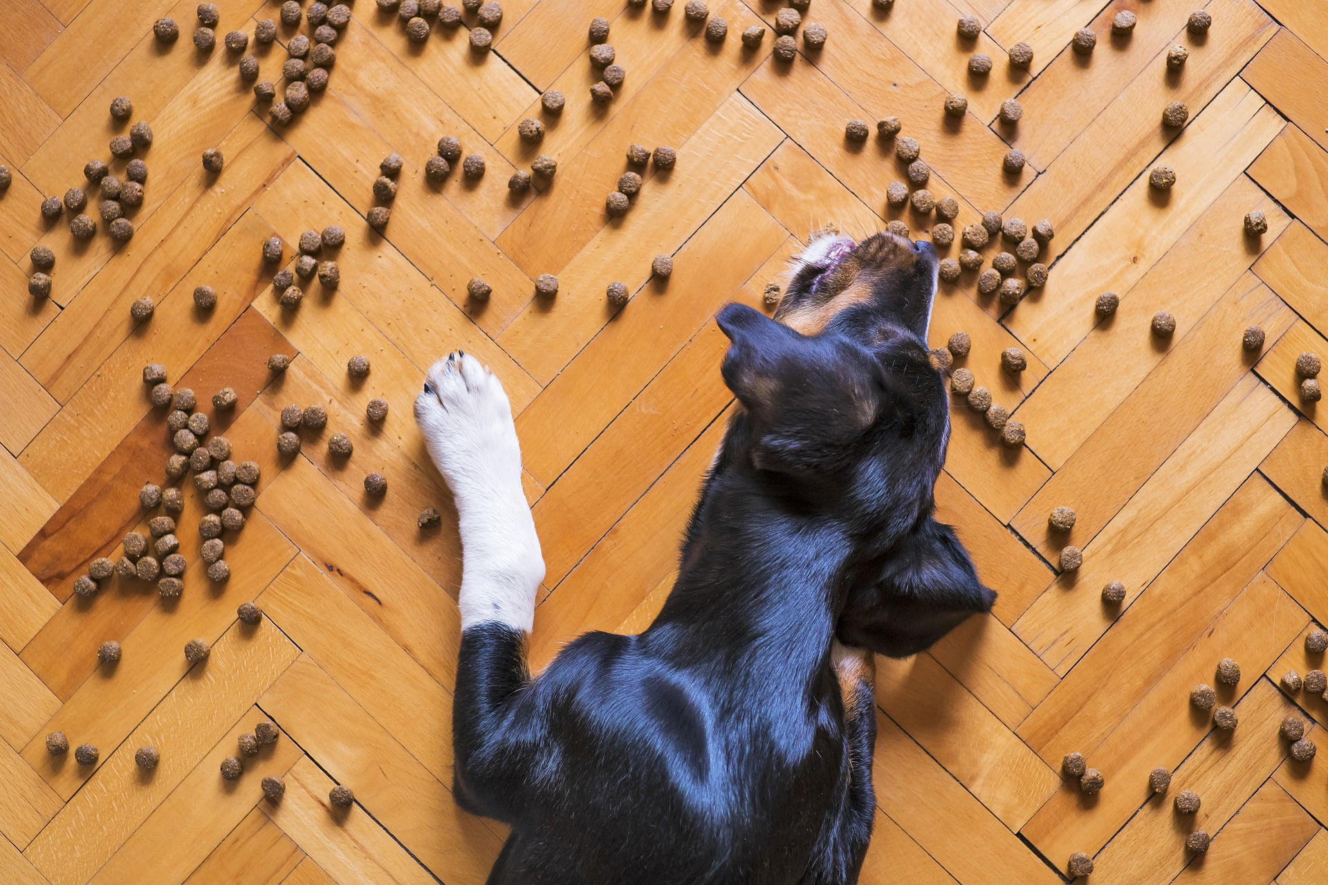 Croquettes sans céreales pour chien